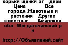 хорьки щенки от 35дней › Цена ­ 4 000 - Все города Животные и растения » Другие животные   . Амурская обл.,Магдагачинский р-н